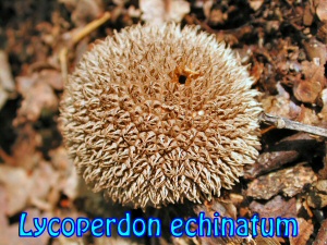 Lycoperdon echinatum